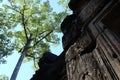 Beautiful branchy tree near the medieval ruins. Sunny weather