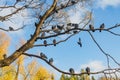 A beautiful branchy willow tree without leaves and a group of pigeons birds against the blue sky background Royalty Free Stock Photo