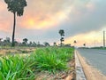 Beautiful Brazil nut tree on the highway on sunset Royalty Free Stock Photo