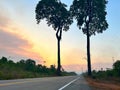 Beautiful Brazil nut tree on the highway on sunset Royalty Free Stock Photo