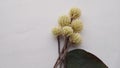 Beautiful Brazilian Joyweed, Alternanthera Brasiliana flower on white paper.