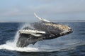 Beautiful Breaching Humpback Whale