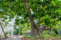 Beautiful bread fruit tree growing in the yard at the village at tropical island Landhoo at Noonu atoll Royalty Free Stock Photo