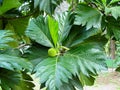 Beautiful Breadfruit Artocarpus altilis Tree in Manuas, Amazon, Brazil