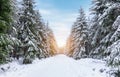 Winter forest with snow covered trees along hiking trail in High Fens, Belgian Ardennes. Royalty Free Stock Photo