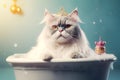 Beautiful breed cat in luxury bath. Grooming concept. Free Space