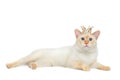 Beautiful breed Mekong Bobtail Cat Isolated White Background