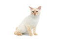 Beautiful breed Mekong Bobtail Cat Isolated White Background Royalty Free Stock Photo