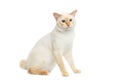 Beautiful breed Mekong Bobtail Cat Isolated White Background Royalty Free Stock Photo