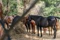 Beautiful breeding brown and black horses eating hay in paddock. Feeding of riding horses