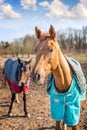 Beautiful breeding horses in the farm yard