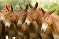 beautiful breeding mules of high standard and resistance in the farm pasture