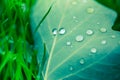 Beautiful breen leaf and morning dew drops. Nature texture background. Green leaf and green environment Royalty Free Stock Photo