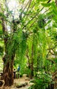 beautiful and breezy garden in coffee shop