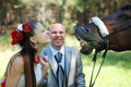 Beautiful bride teasing horse, shows her teeth Royalty Free Stock Photo