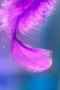 Beautiful bright abstract macro. Purple feather of a bird in small drops on a blue background. Art image. Selective focus Royalty Free Stock Photo
