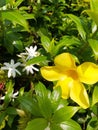 Beautiful and bright Alamanda flowers