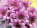 Beautiful Bright & Attractive Light Purple Gerbera Daisy Bouquet