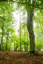 Beautiful bright autumn leaf birch forest scene with a large tree trunk in the foreground and brown leafs on forest ground.