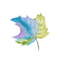 Autumn maple leaf isolated on a white background. Bright green, purple, blue Watercolor autumn leaf hand drawn Royalty Free Stock Photo