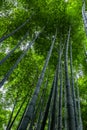 Beautiful bright bamboo forest with tall trunks Royalty Free Stock Photo