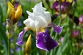 Beautiful bright iris white-purple on green background