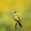 Beautiful bright bird the yellow Wagtail sings on a summer solar Royalty Free Stock Photo