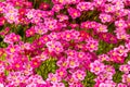 Beautiful bright bloom of pink undersized saxifrage on an alpine hill in a garden plot.