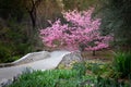 A beautiful bright blooming cherry tree in a garden with a stone path Royalty Free Stock Photo
