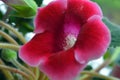 Beautiful, bright blooming pink and white house flowers Gloxinia (genus). Royalty Free Stock Photo