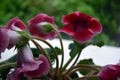 Beautiful, bright blooming pink and white house flowers Gloxinia (genus). Royalty Free Stock Photo