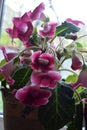 Beautiful, bright blooming pink and white house flowers Gloxinia (genus). Royalty Free Stock Photo