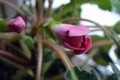 Beautiful, bright blooming pink and white house flowers Gloxinia (genus). Royalty Free Stock Photo