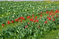 Beautiful bright blooming red tulips growing in an interesting perspective. Royalty Free Stock Photo