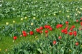 Beautiful bright blooming red tulips growing in an interesting perspective. Royalty Free Stock Photo