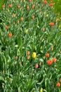 Beautiful bright blooming red, white, yellow tulips growing in an interesting perspective. Royalty Free Stock Photo