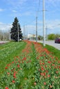 Beautiful bright blooming red, white, yellow tulips growing in an interesting perspective. Royalty Free Stock Photo