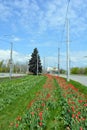 Beautiful bright blooming red, white, yellow tulips growing in an interesting perspective. Royalty Free Stock Photo