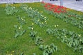 Beautiful bright blooming red, white, yellow tulips growing in an interesting perspective. Royalty Free Stock Photo