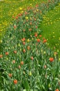 Beautiful bright blooming red, white, yellow tulips growing in an interesting perspective. Royalty Free Stock Photo