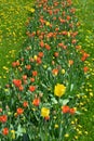 Beautiful bright blooming red, white, yellow tulips growing in an interesting perspective. Royalty Free Stock Photo