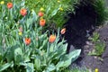 Beautiful bright blooming red, white, yellow tulips growing in an interesting perspective. Royalty Free Stock Photo