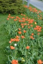 Beautiful bright blooming red, white, yellow tulips growing in an interesting perspective. Royalty Free Stock Photo