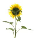 Beautiful bright blooming sunflower isolated