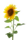 Beautiful bright blooming sunflower isolated on white Royalty Free Stock Photo