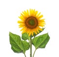 Beautiful bright blooming sunflower isolated