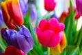 Beautiful bright blooming tulips. A bouquet of fresh flowers Royalty Free Stock Photo