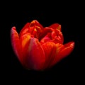 Beautiful bright blossom flower head tulip of red orange color on black background, closeup