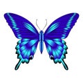 Beautiful bright blue delicate butterfly. Vector  illustration isolated on white background. Royalty Free Stock Photo