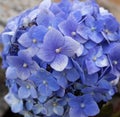 Beautiful bright blue Hydrangea macrophylla flowers in summer, close up Royalty Free Stock Photo